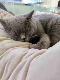 🐈貓貓可愛友善，可惜⋯「貓之茶房」