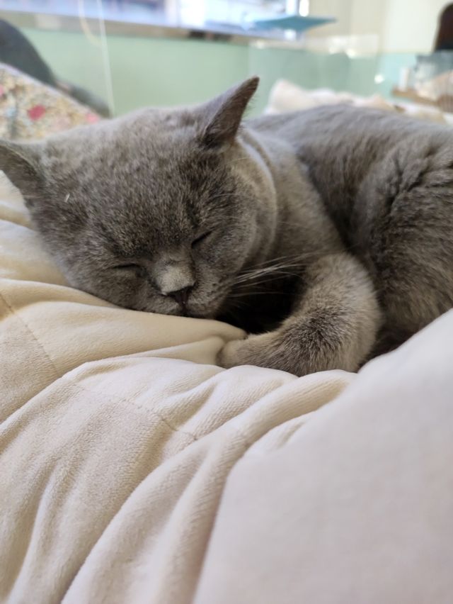 🐈貓貓可愛友善，可惜⋯「貓之茶房」