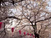 《目黑川》日本賞櫻最前線♡目黑川河畔