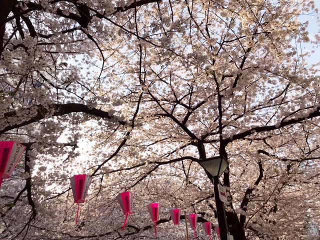 《目黑川》日本賞櫻最前線♡目黑川河畔
