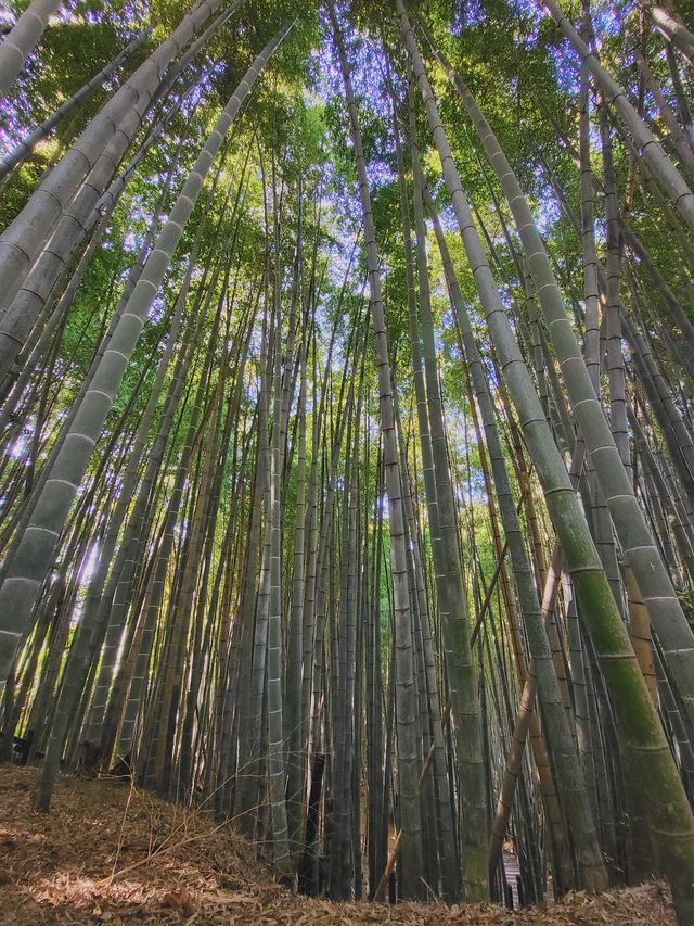 한라수목원 🌲 제주도 가을 피크닉