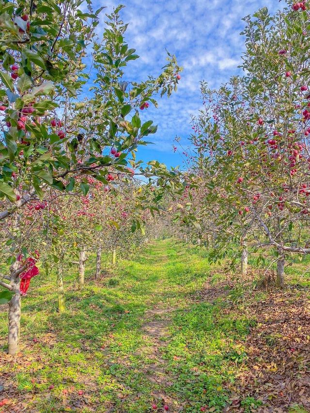 포천 이색 데이트코스 추천 🍎사과깡패