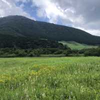 箱根湿性花園
