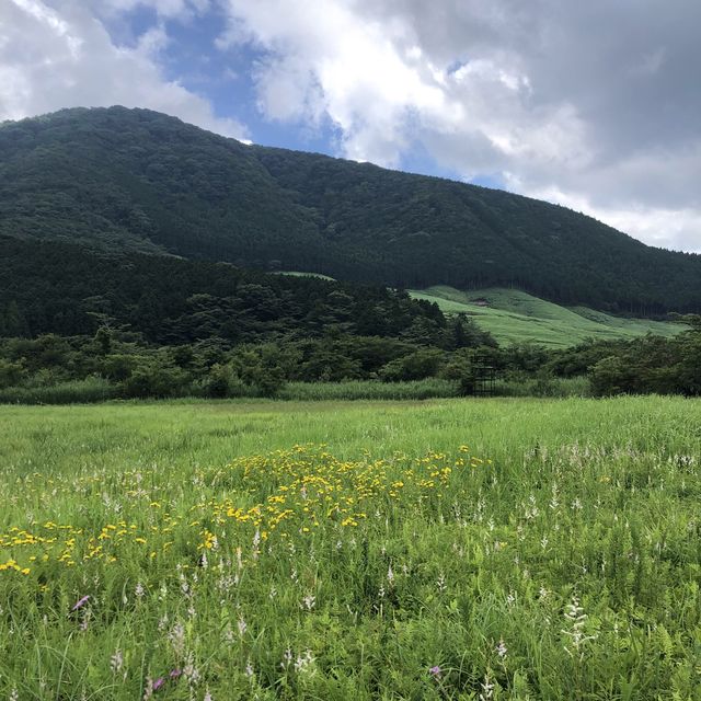 箱根湿性花園