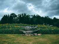 ป่าสนวัดจันทร์ ตามรอย สุขสันต์วันโสด