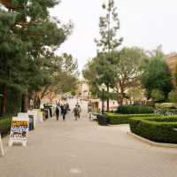 🇺🇸캠퍼스도 아름다운 미서부 주립명문대학교 UCLA 대학(캘리포니아 대학교 로스앤젤레스)