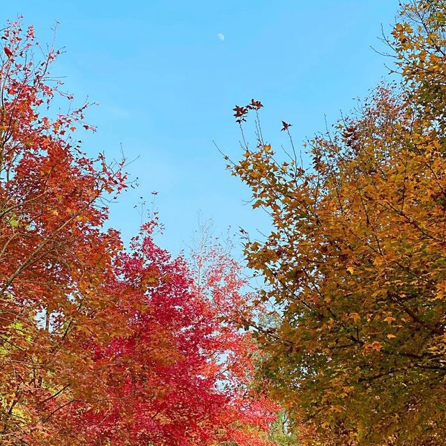 大棠紅葉🍁