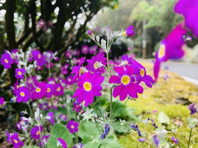 阿里山石棹步道群-雲之道