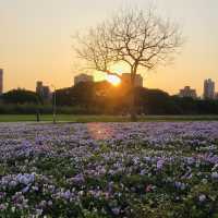 Guting Basketball Courts🚴🏻‍♂️🚴🏻‍♀️古亭河濱公園花海🌸🌼