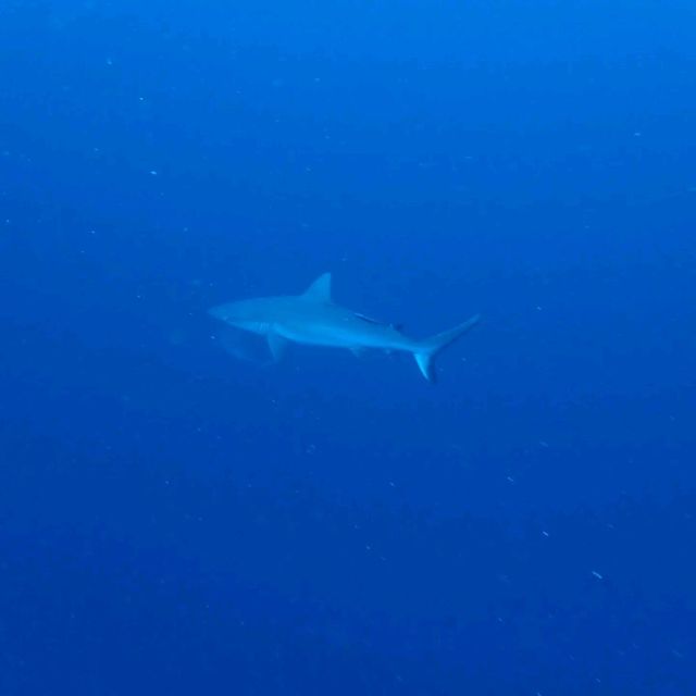 Dive in Sipadan island, Semporna, Sabah 