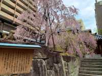 京都　SAKURA 桜めぐり❗️聖徳太子が創建した六角堂の桜に感動❗️