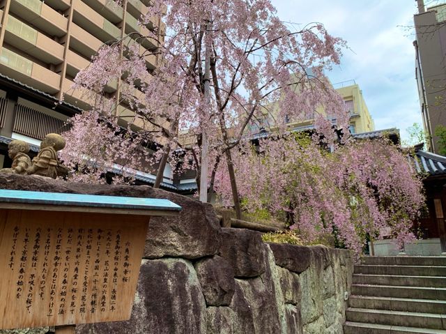 京都　SAKURA 桜めぐり❗️聖徳太子が創建した六角堂の桜に感動❗️