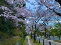 京都　SAKURA 桜めぐり❗️哲学の道の桜に感動❗️