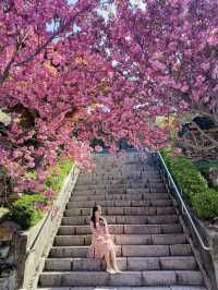 몽글몽글 겹벚꽃 명소는 바로 여기🌸💗