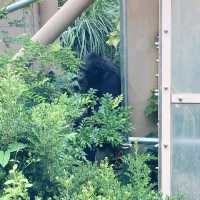 ゴリラのおうち　京都市動物園