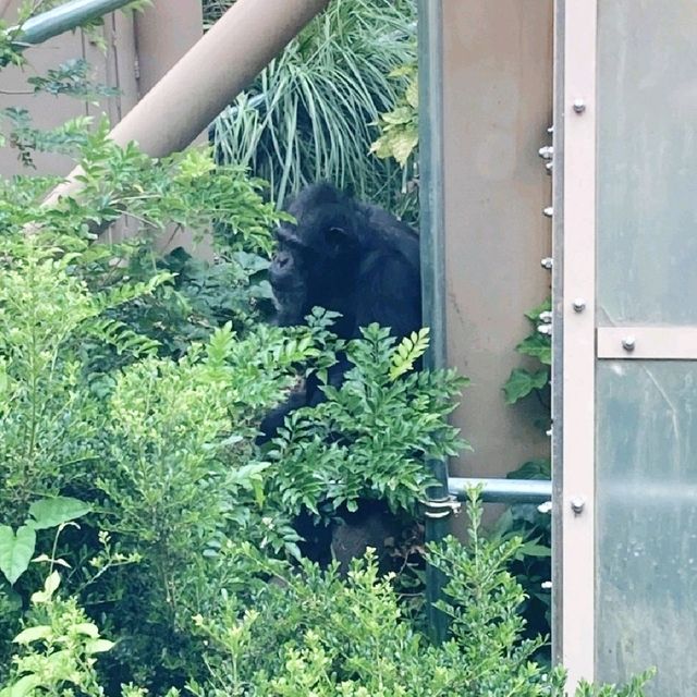 ゴリラのおうち　京都市動物園