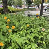 여름꽃 가득한 경의선숲길🌼
