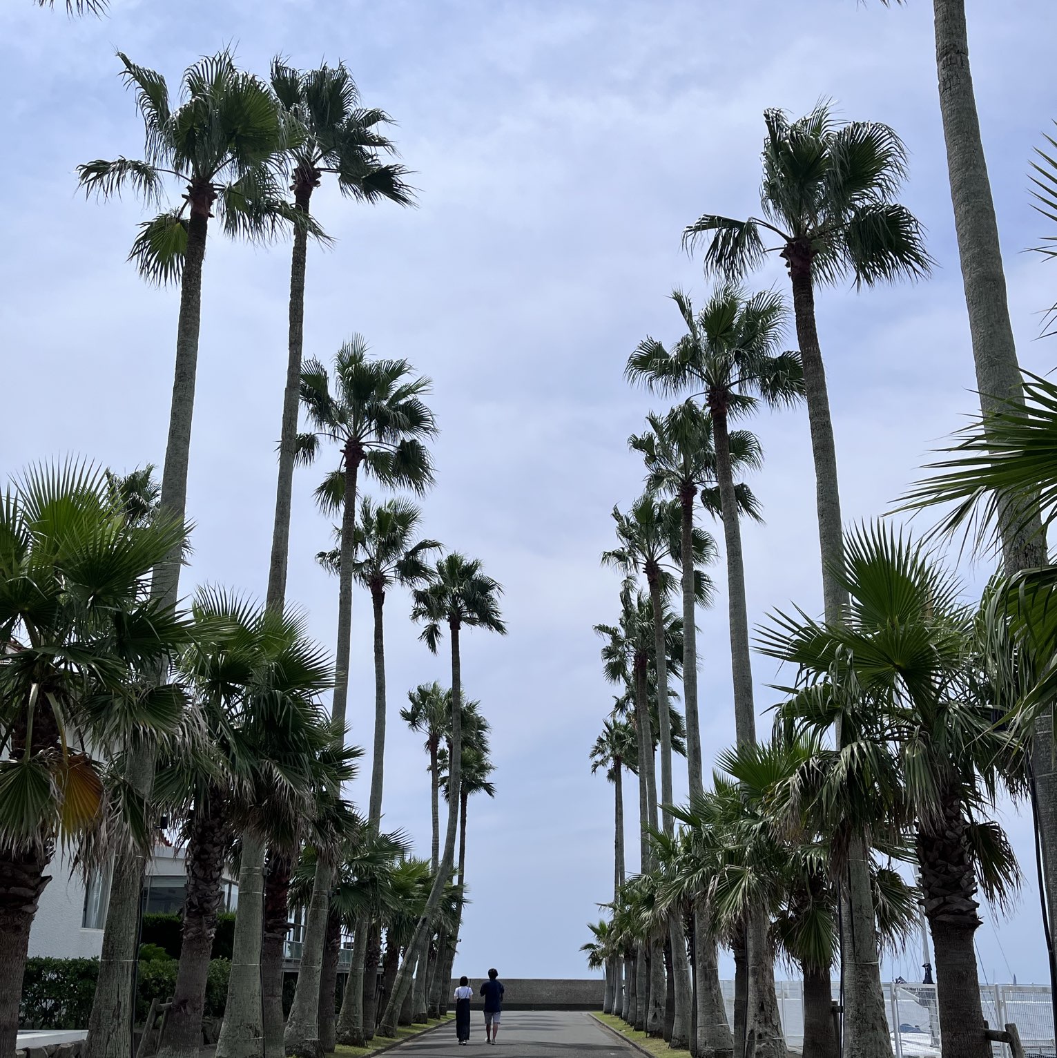 逗子マリーナで南国の雰囲気を Trip Com 逗子の旅のブログ