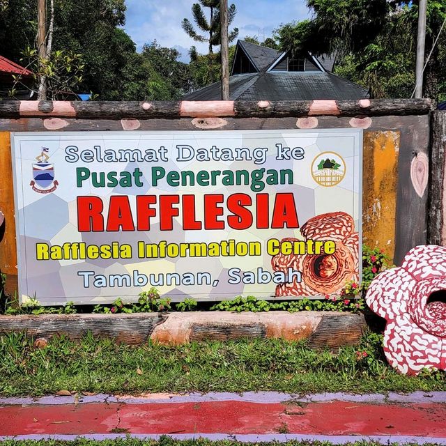 Rafflesia Hunting