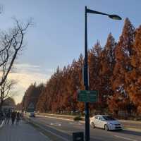 가을 단풍구경 막차입니당 ♥️🍁🍂