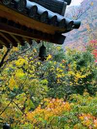 養老の滝