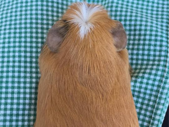日本超大動植物園😍