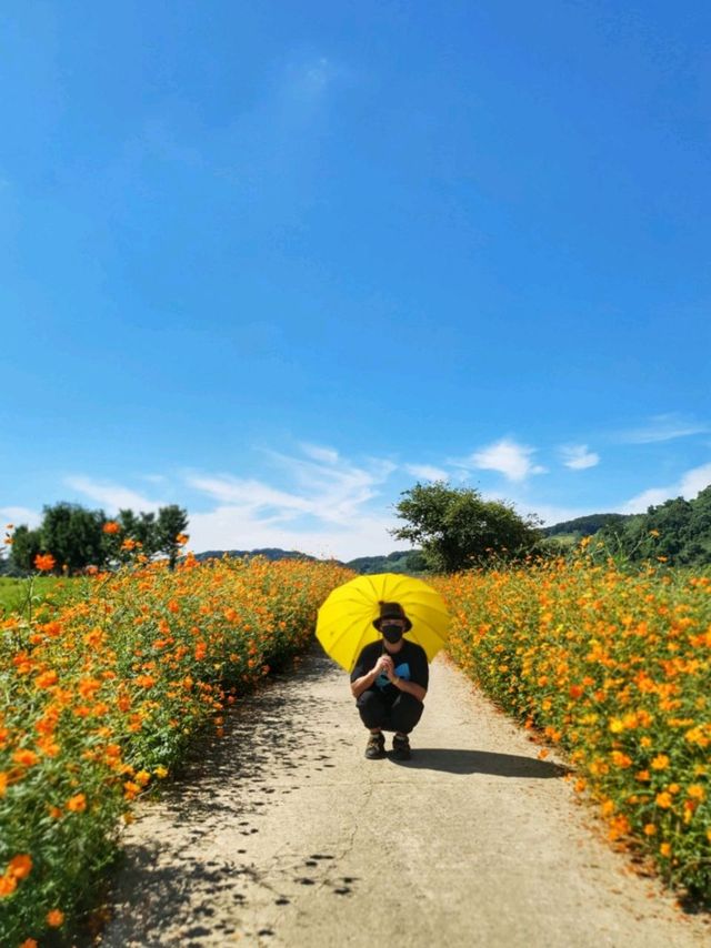 경기도 꽃구경은 여기! 연천 임진강댑싸리 공원💜