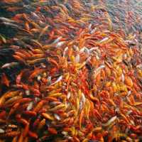 Koi-Feeding-Frenzy