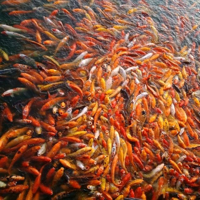 Koi-Feeding-Frenzy