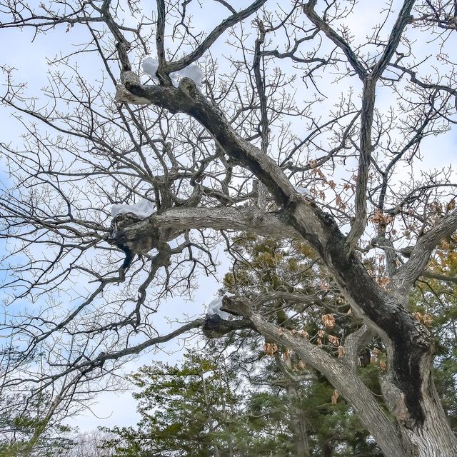 冬の北海道神宮・開拓神社