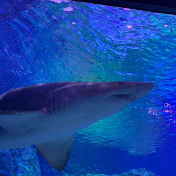 여수엑스포에 위치한 스케일 큰 아쿠아리움 [아쿠아 플라넷]🐬