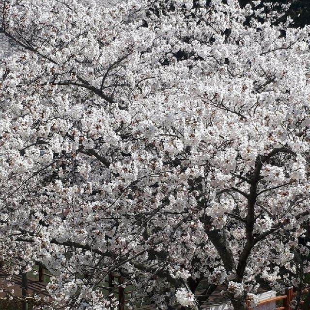 입암산 벚꽃 구경