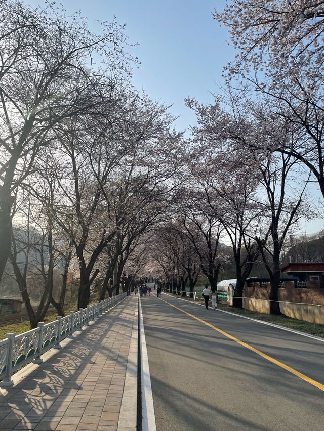춘천댐 벚꽃길에서 벚꽃 구경하기🌸