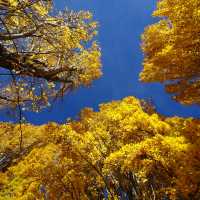 Fall Colours by the Lake