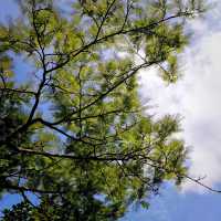 The Singapore Botanic Gardens