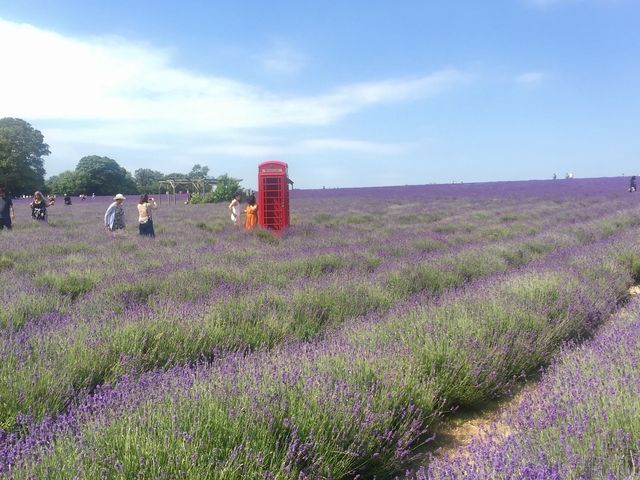 Mayfield Lavender Farm