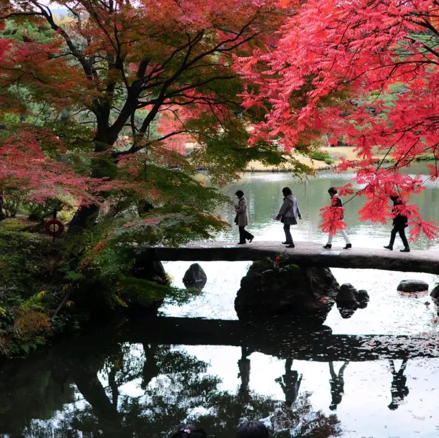 TOKYO'S BEST AUTUMN COLOR ( KOYO)