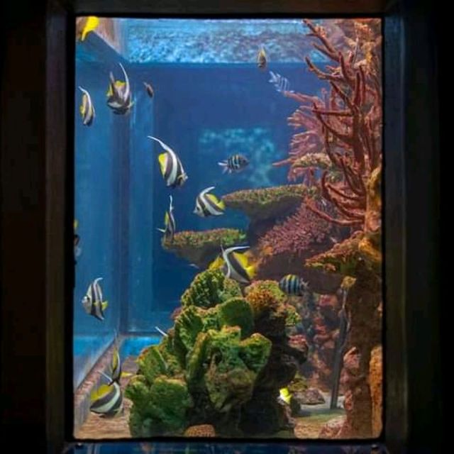 “ Phuket Aquarium ⛱️ แหลมพันวา ภูเก็ต 🐠 🐡🐙🐟