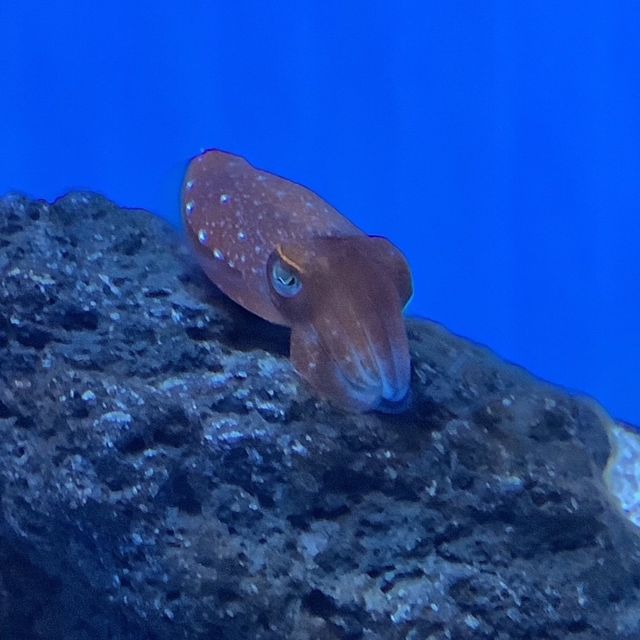 サンシャイン水族館🐠