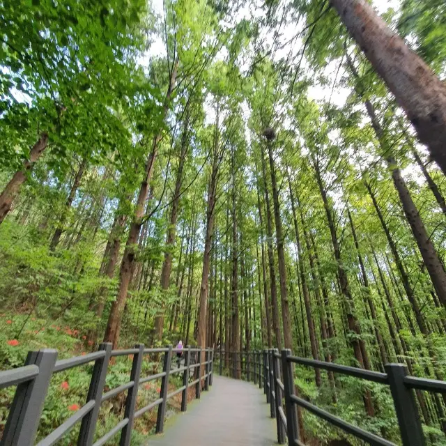 살방살방 친구들과 걷기  좋읏 산!! 안산⛰️