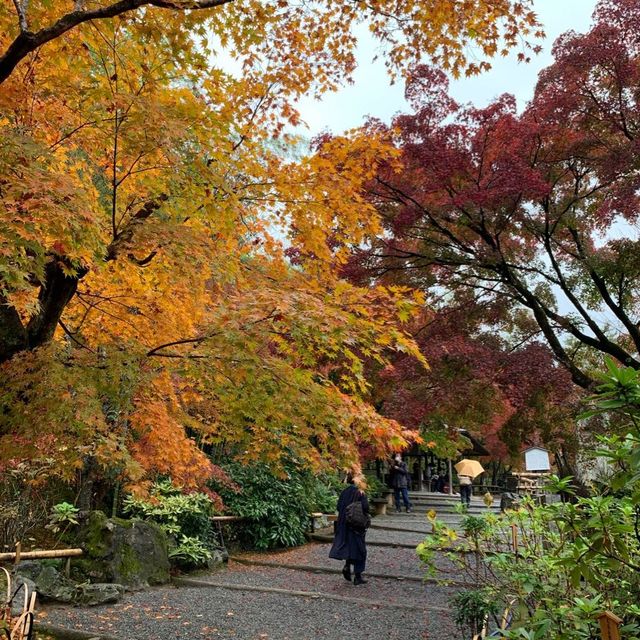 京都紅葉2022 天龍寺の紅葉