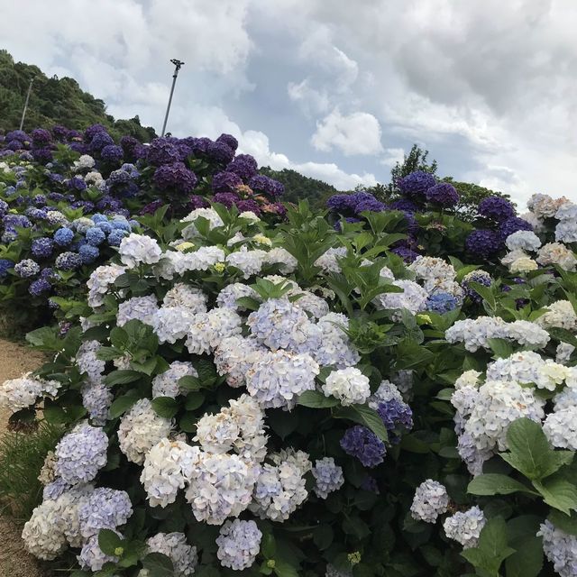 陽明山花季
