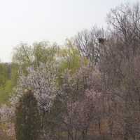서울숲 벚꽃 구경