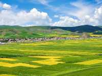 Menyuan Flower Fields (门源) - Qinghai