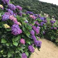 陽明山花季