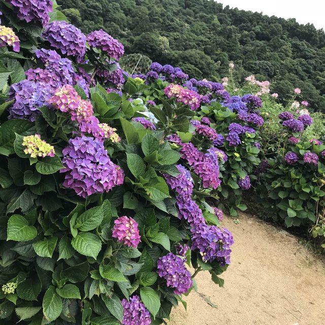 陽明山花季
