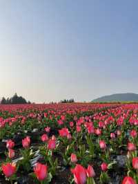 제주 보롬왓, 튤립 꽃밭에서 인생샷 어때요🌷📷