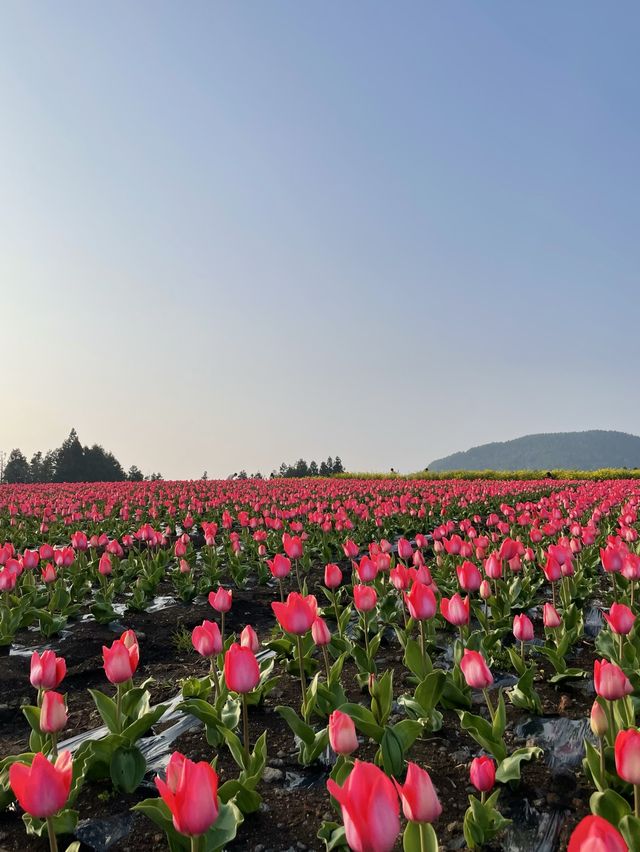 제주 보롬왓, 튤립 꽃밭에서 인생샷 어때요🌷📷