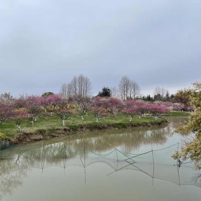 A beautiful park with many trees 