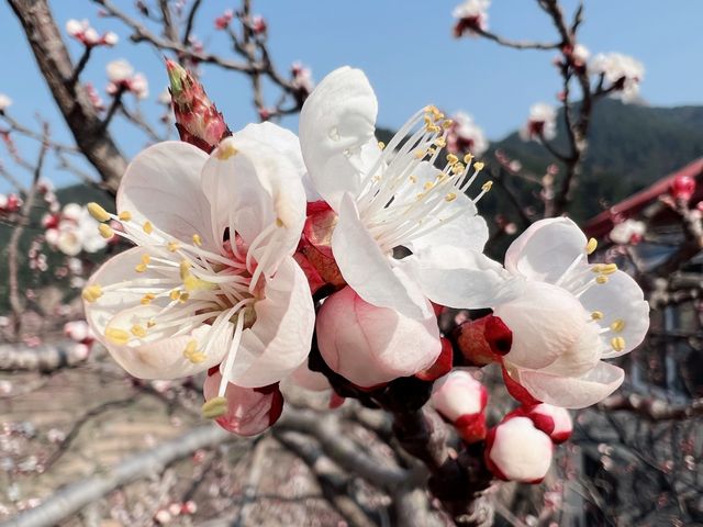 엄청난 규모의 벛꽃과 산중마을의 조화, 북구수(北九水)